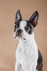 Puppy on a light beige background. Dog Boston Terrier portrait. Pet in the studio
