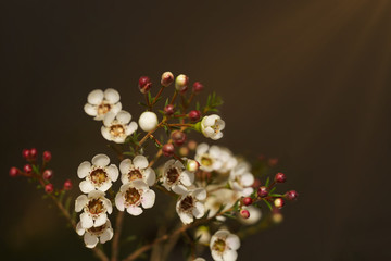 White flowers with yellow middle and dark red blossoms on dark background with sunshine flare