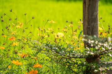 Yellow flowers in a remote rural field are naturally beautiful. - 334227534