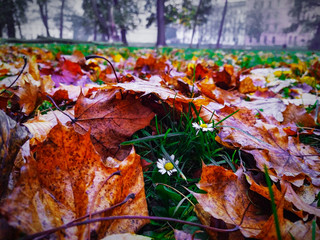 autumn leaves in the park