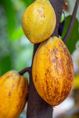Cacau chocolate doçe