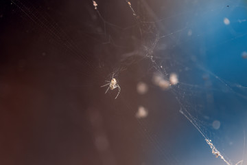 Aranha teia natureza