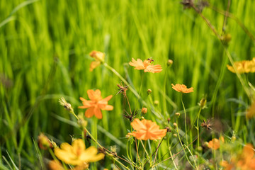 Yellow flowers in a remote rural field are naturally beautiful. - 334228307