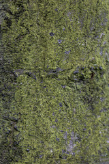 texture arbre moussu