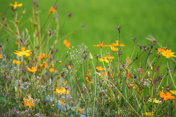 Yellow flowers in a remote rural field are naturally beautiful. - 334228752