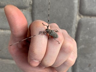 Beetle in hand with a large mustache. Insect on the male palm.