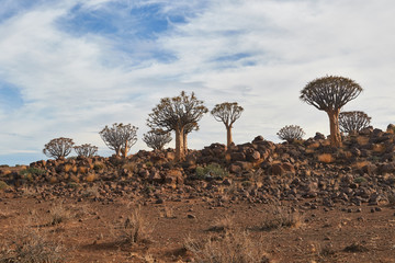 Fototapeta na wymiar Quiver Trees (kokerboom) in Namibia