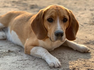 Beagle dog lies in the yard. Pet, family friend, thoroughbred dog in the fresh air. White-brown...