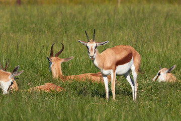 Springbok in the green grass