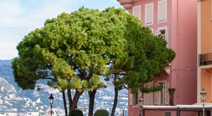 Obraz premium green tree near the Palace of the Prince of Monaco on a Sunny day