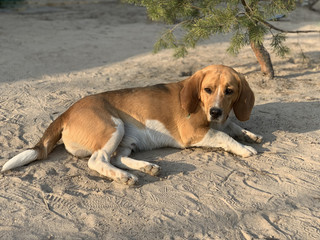 Beagle dog lies in the yard. Pet, family friend, thoroughbred dog in the fresh air. White-brown...