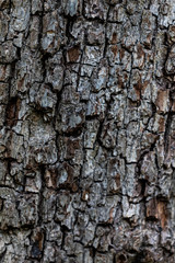 texture arbre 2