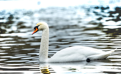 swan on lake