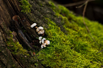 green in forest