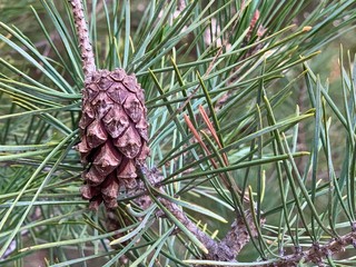 Green young spruce. Lush, small coniferous tree. Beautiful pine with cones. Fir branches with cones.