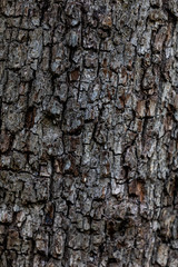 texture d'arbre 3