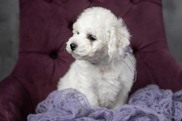 little small white puppy Bichon Frize on a chair. looking up. copy space