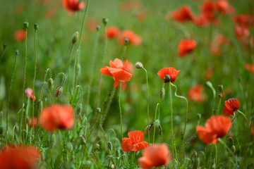 Poppies