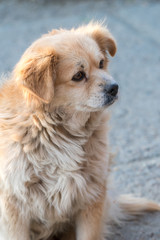 Portrait of happy faced gold furred dog without pedigree posing to the camera