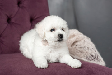 little small white puppy Bichon Frize on a chair. looking up. copy space