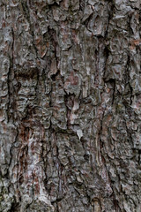 texture d'arbre 4