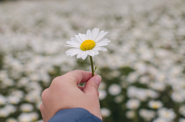 Daisy flower in hand with field in the background