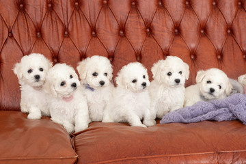 six little small white puppy Bichon Frize on a sofa. looking up. copy space