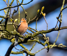 male bullfinch