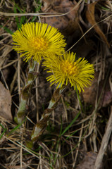 dandelion on green background