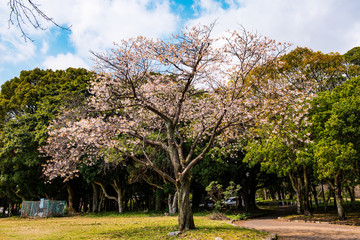 南立石のヤマサクラ