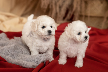 Two little white Bichon Frize dog puppies stand on red cloth on the floor. look away. place for inscription © Роман Котиков