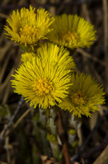 dandelion on green background