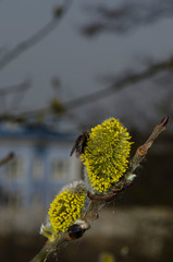 yellow bunch of willow and fly on it