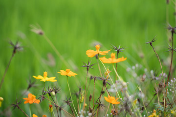 Yellow flowers in a remote rural field are naturally beautiful. - 334231153