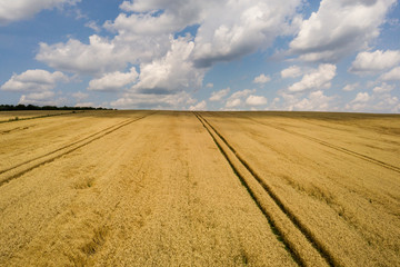 Fototapeta premium Aerial view of yellow agriculture wheat field ready to be harvested in late summer.