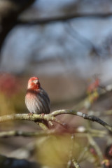 Purple finch perched on branch