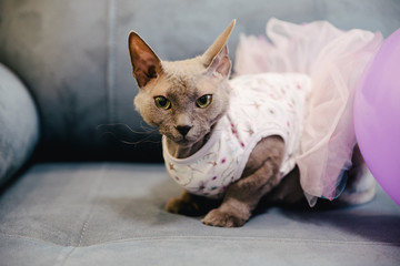 cat in dress