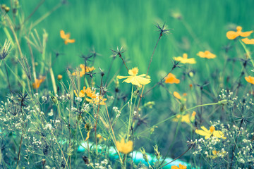 Yellow flowers in a remote rural field are naturally beautiful.