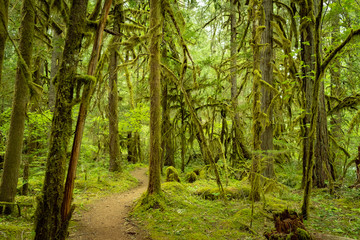 Fototapeta na wymiar Rainforest along the Mckenzie River Trail, Oregon
