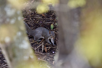 Gray squirrel