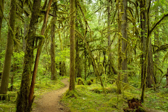 Rainforest along the Mckenzie River Trail, Oregon