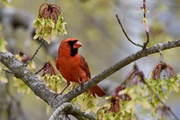 Male cardinal perched