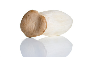 Musroom isolated on white background.