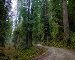 Fototapeta premium Howland Hill Road, California