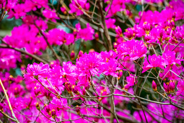 南立石のミツバツツジ