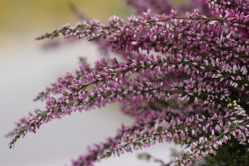 Heathers pink purple autumn plants, flower pot