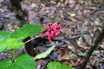 Red flower in Sulawesi forest in Indonesia