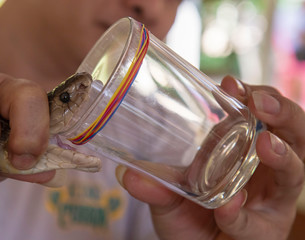 Thai Cobra Excreting Venom in a Glass