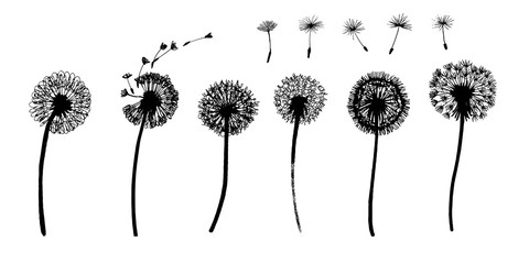 Dandelion flowers set with flying seeds. Floral silhouette sketch. Hand drawn botanical illustration. Meadow or field plant. Vector