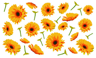 daisies background vector. Single flowers on a white background isolate. simple floral wallpaper. Live buds with petals